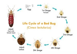life cycle of bed bugs
