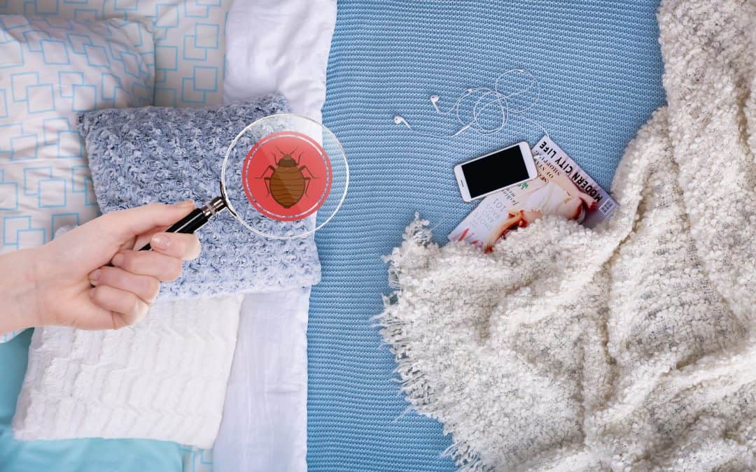 Bed Bug Traps: Color Makes a Difference According to Research!