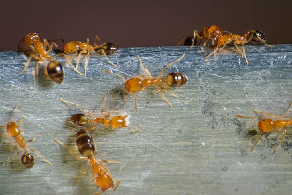 What eats bed bugs? Pharaoh ant do!