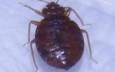What Eats Bed Bugs? What is a Natural Predator of Bed Bugs? [Videos]