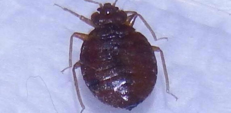 What Eats Bed Bugs? What is a Natural Predator of Bed Bugs? [Videos]