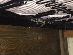 Spiders can catch and eat bed bugs.