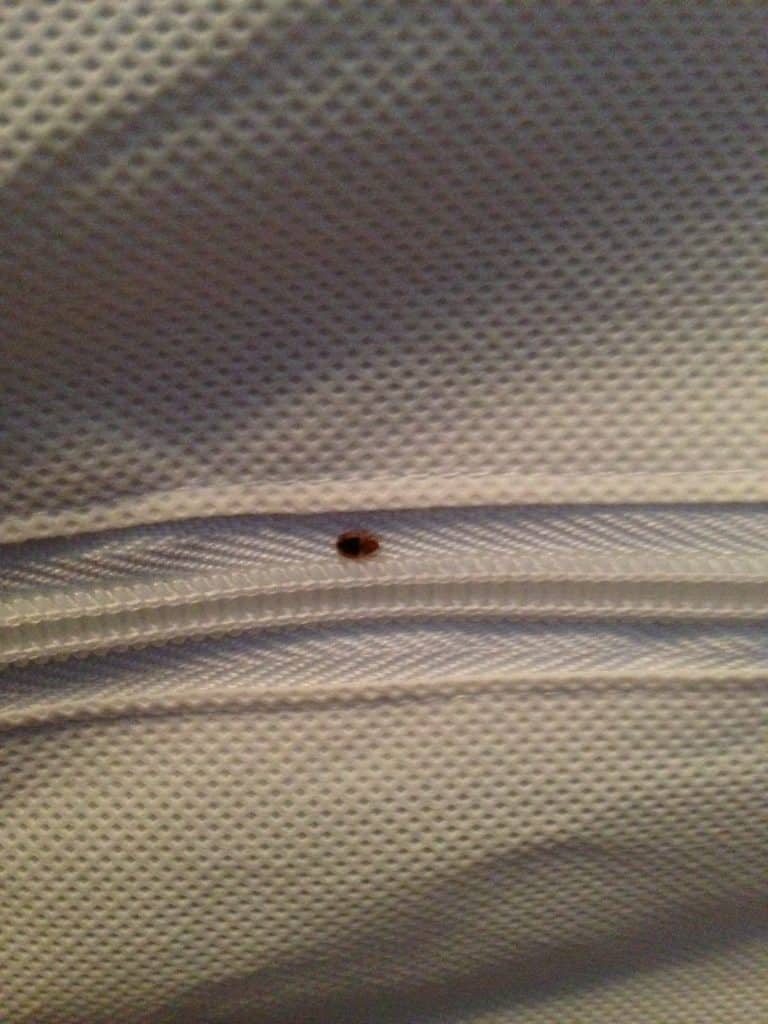 A Best Mattress and Box Spring Covers for Bed Bugs can prevent a bed bug from infesting your mattress.
