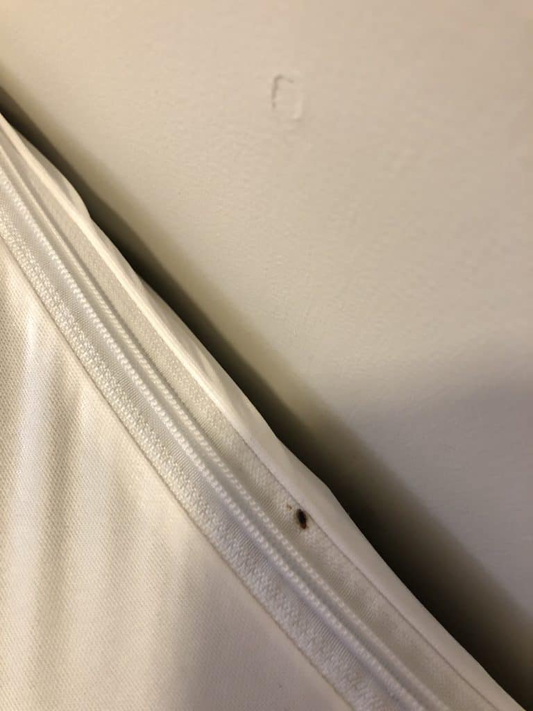 A bed bug crawling along the zipper on the outside of a bed bug encasement.