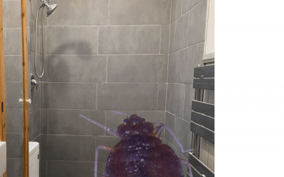 Why Would Bed Bugs Be In The Bathroom?