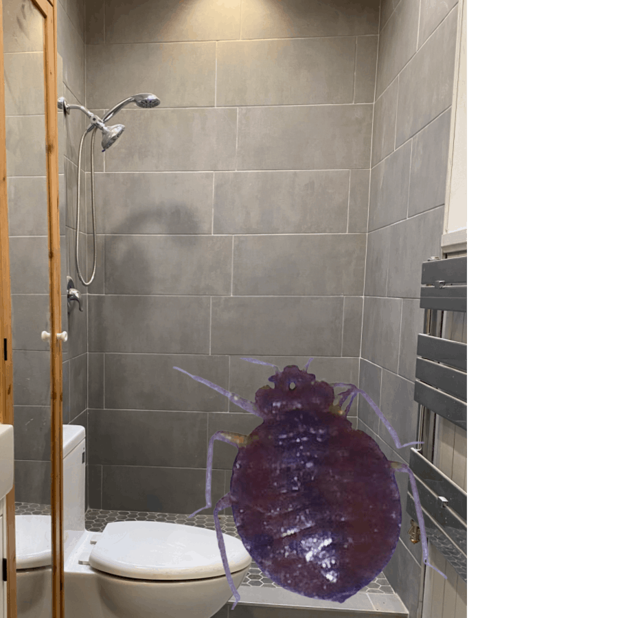Why Would Bed Bugs Be In The Bathroom? There are many reasons why.